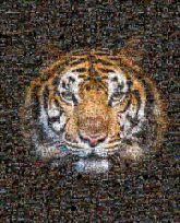 tigers animals wildlife mascots symbols strength