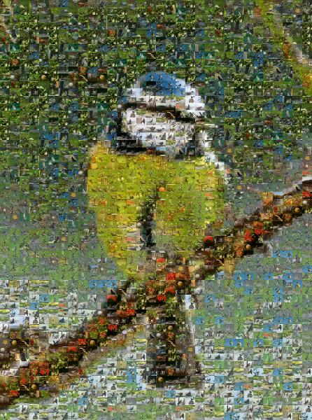 Beautiful Bird photo mosaic