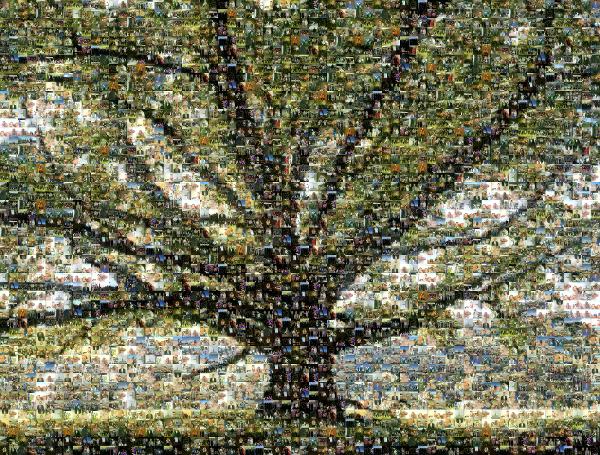 Tree photo mosaic