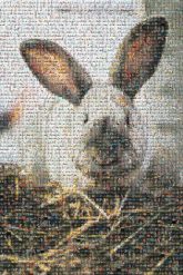 bunny rabbit easter ears fluffy hay pets carrots 