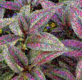Purple Leaves purple leaves plants nature growth bushes planet earth environment