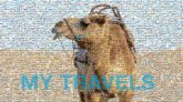 Camel Natural environment Working animal Fawn Landscape Camelid Bactrian camel Aeolian landform Erg Horse tack