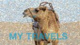 Dromedary Dromedary Camel Natural environment Working animal Fawn Landscape Camelid Bactrian camel Aeolian landform Erg Horse tack