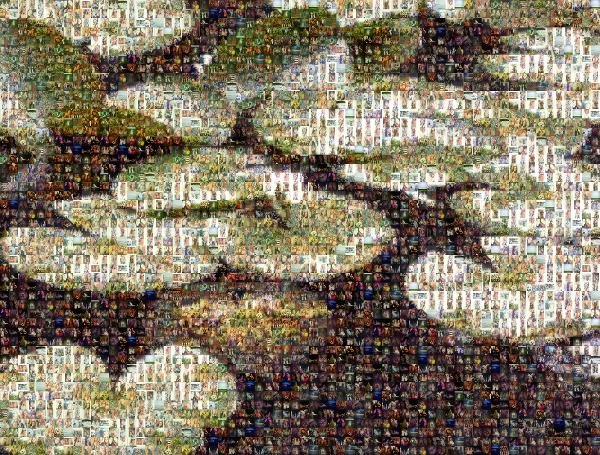 Lily Pads photo mosaic