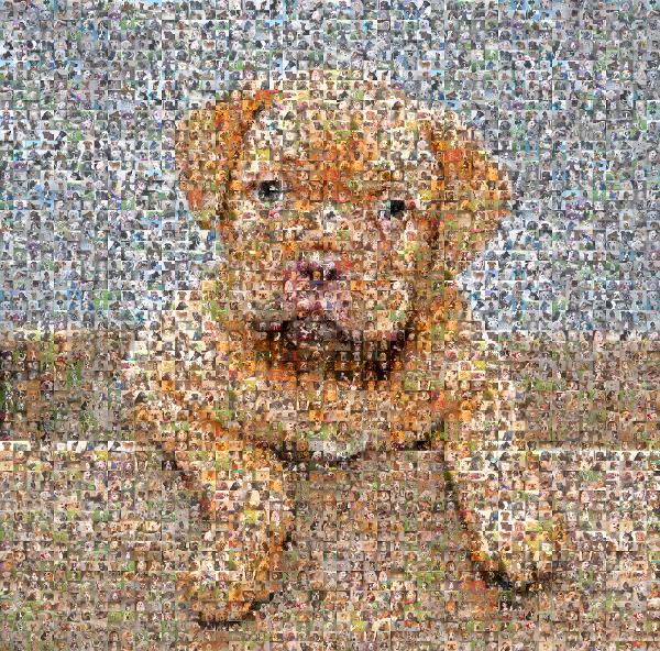 puppy photo mosaic