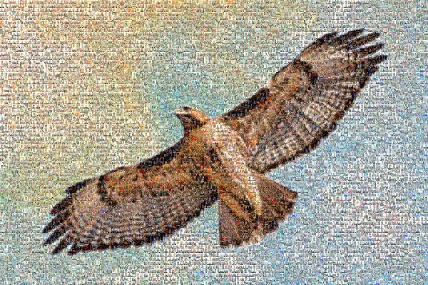 Hawk photo mosaic