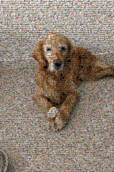 Good Boy photo mosaic