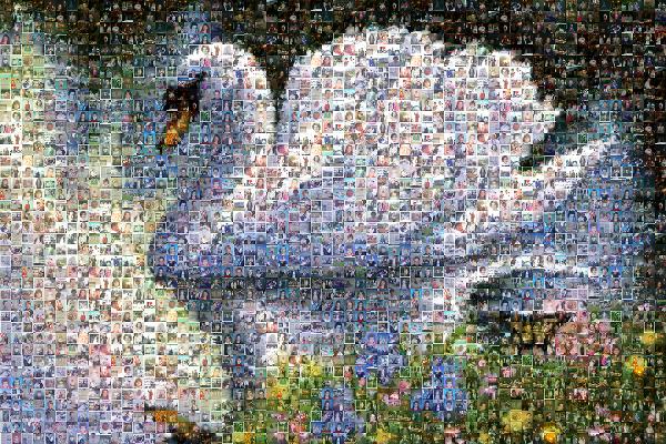 Serene Swan photo mosaic