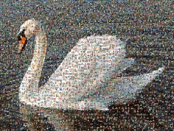 Graceful Swan photo mosaic