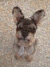 Dog dogs animals puppy pets