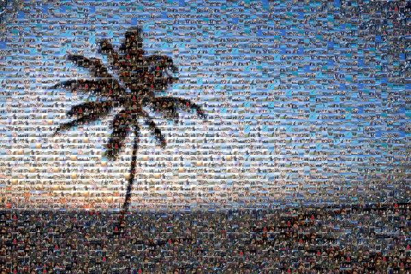 California Palm photo mosaic