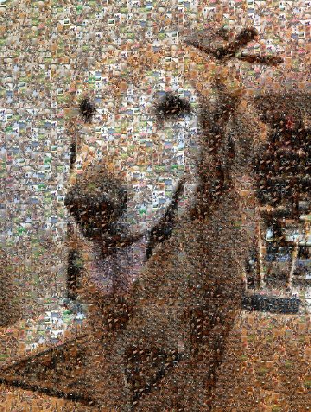 Golden Retriever  photo mosaic