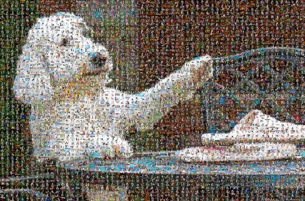 Dog breed photo mosaic