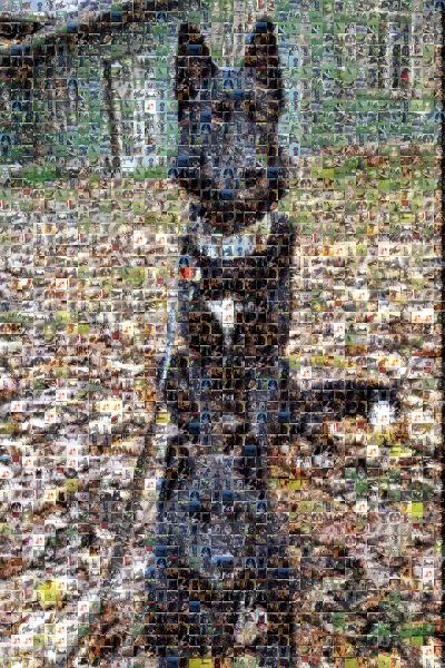 Man's Best Friends photo mosaic