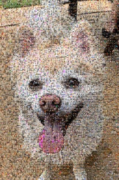 American Eskimo Dog photo mosaic