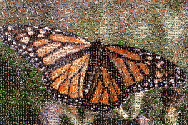 Angangueo photo mosaic