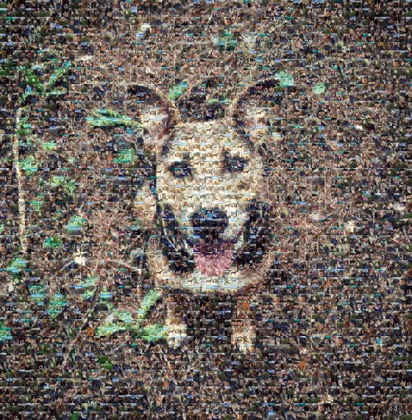 Mans Best Friend photo mosaic