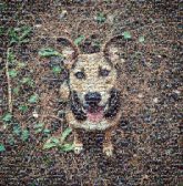 dog puppy portraits outdoor animal 