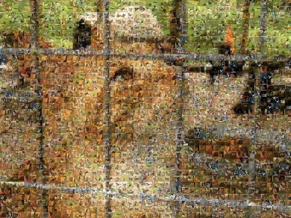 Orange Cat photo mosaic