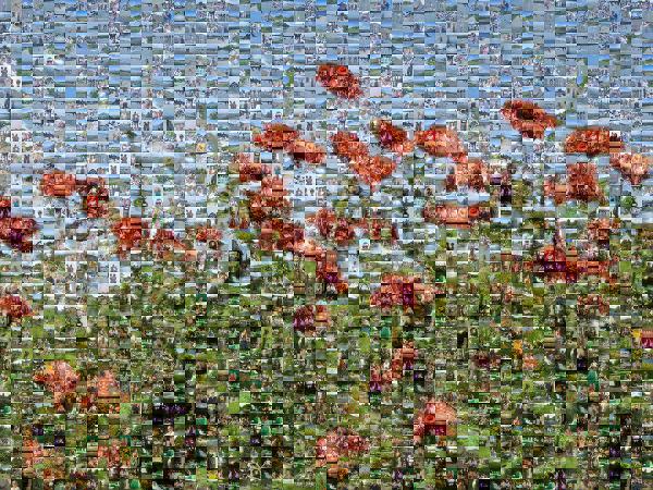Poppy Field photo mosaic