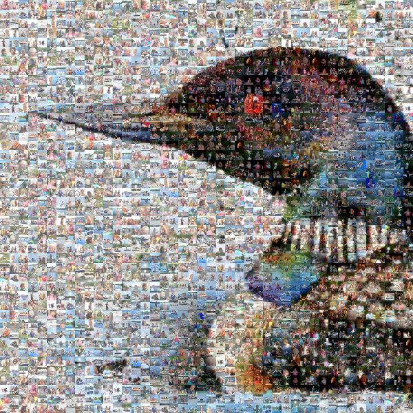 Duck photo mosaic