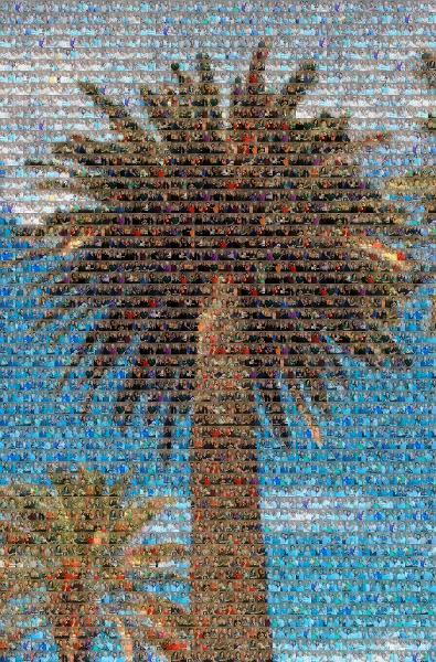 Palm Tree photo mosaic