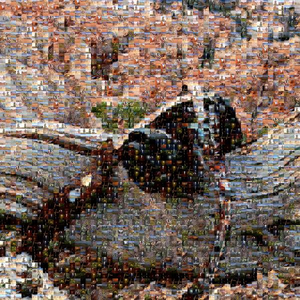 Soil photo mosaic