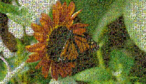 Angangueo photo mosaic