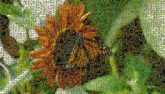 Angangueo butterfly flower monarch butterfly moths and butterflies insect brush footed butterfly nectar invertebrate pollinator lycaenid