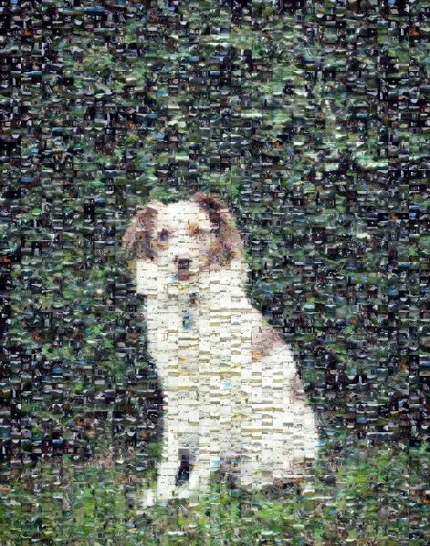 Rough Collie photo mosaic