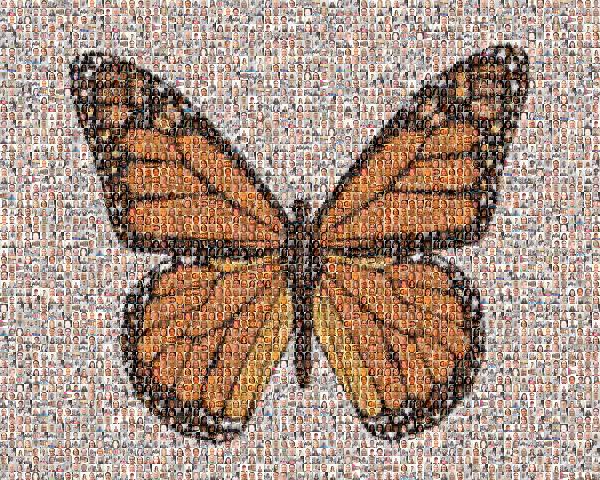Monarch photo mosaic