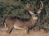 buck deer wilderness outdoors nature animals wildlife 