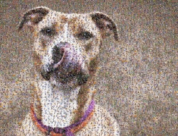 American Pit Bull Terrier photo mosaic