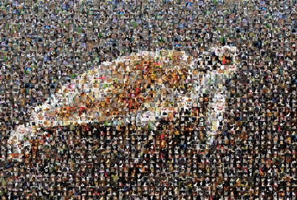 Turtle photo mosaic