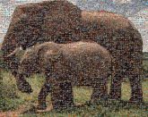 Elephant Ivory trade Infant Mother Poaching