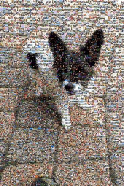 Papillon dog photo mosaic