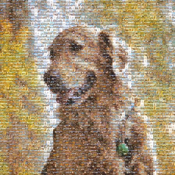 Golden Retriever photo mosaic
