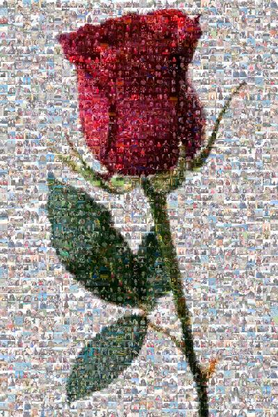 Rose photo mosaic