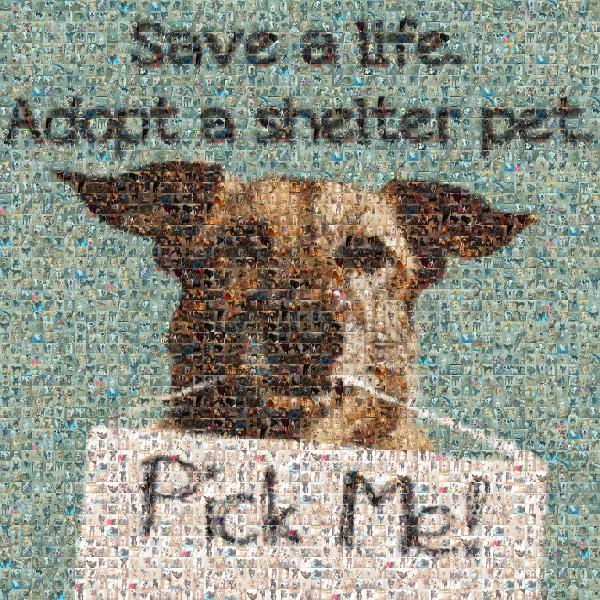 Adopt a Shelter Pet photo mosaic