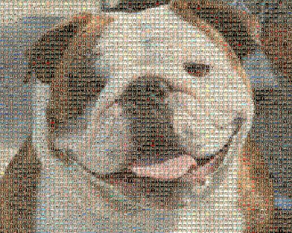 Smiling Bulldog photo mosaic