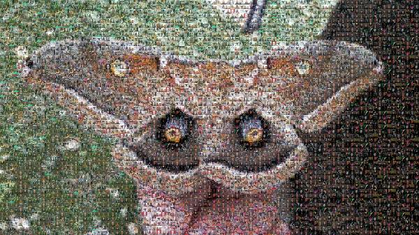 Moth photo mosaic