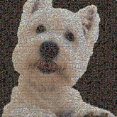 West Highland White Terrier West Highland White Terrier Companion dog Ancient dog breeds Vertebrate Carnivores Snout Small terrier Puppy Canidae Fur