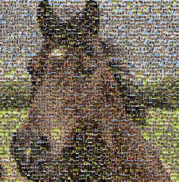Horse photo mosaic