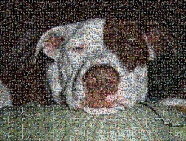 Sleeping Pup photo mosaic