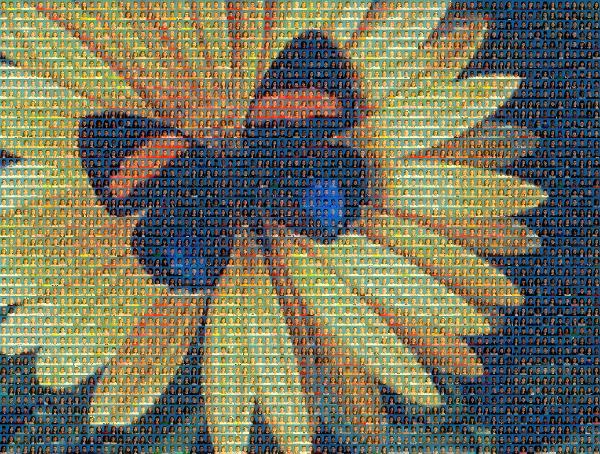 Butterfly photo mosaic