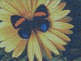 Butterfly Flower Desktop Wallpaper Insect Moths and butterflies Yellow Pollinator Invertebrate Plant Petal Pollen