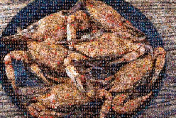 Chesapeake blue crab photo mosaic