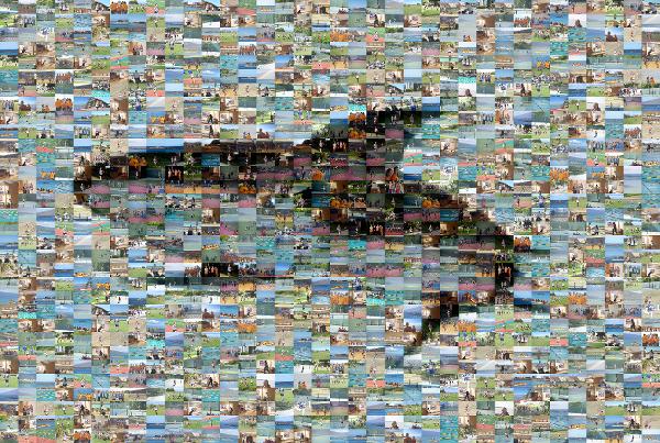 Common bottlenose dolphin photo mosaic