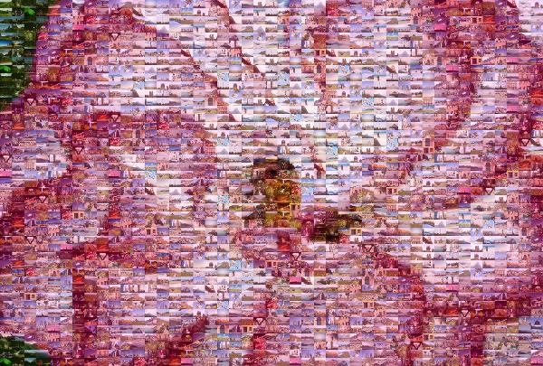 Petal photo mosaic
