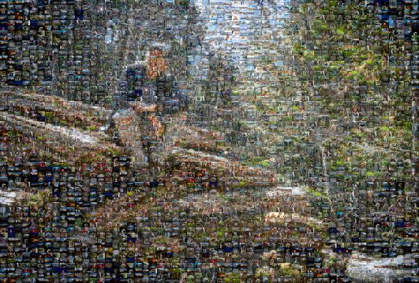 Forest photo mosaic